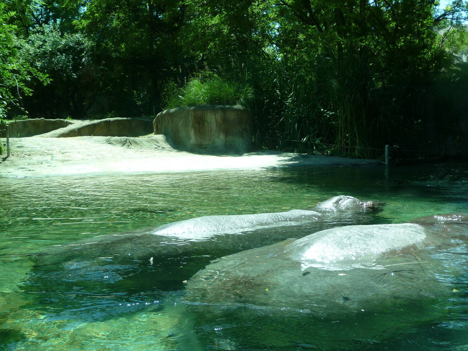Toledo Zoo - Hippoquarium