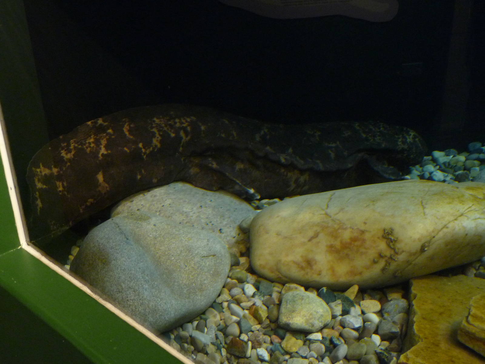 Toledo Zoo - Japanese Giant Salamander