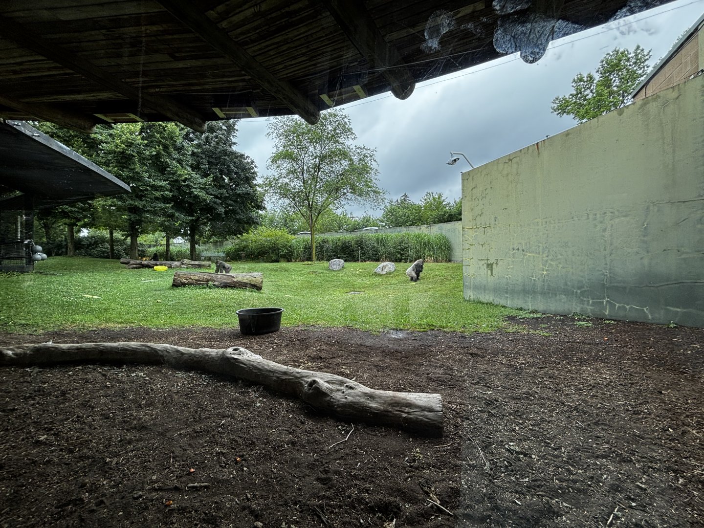 Toledo Zoo - Kingdom of the Apes - Gorilla Meadow