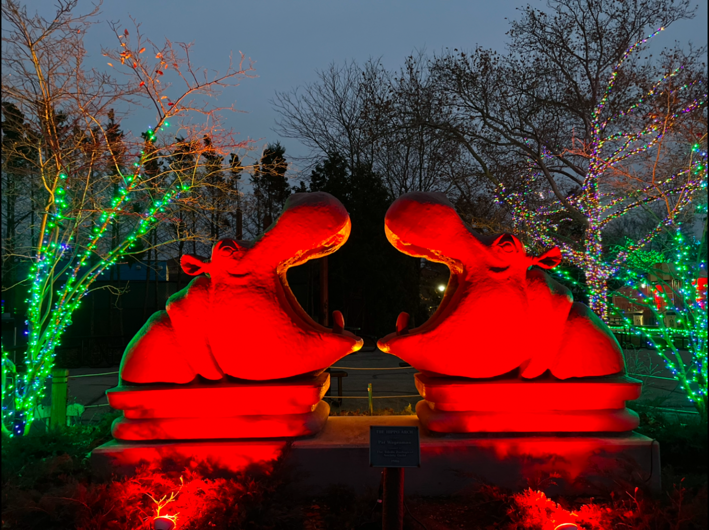 Toledo Zoo Lights Before Christmas Hippo Statues