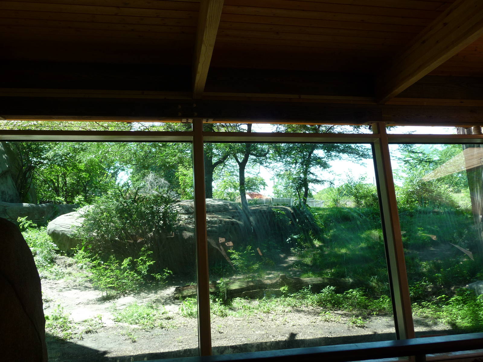 Toledo Zoo - Lion viewing window