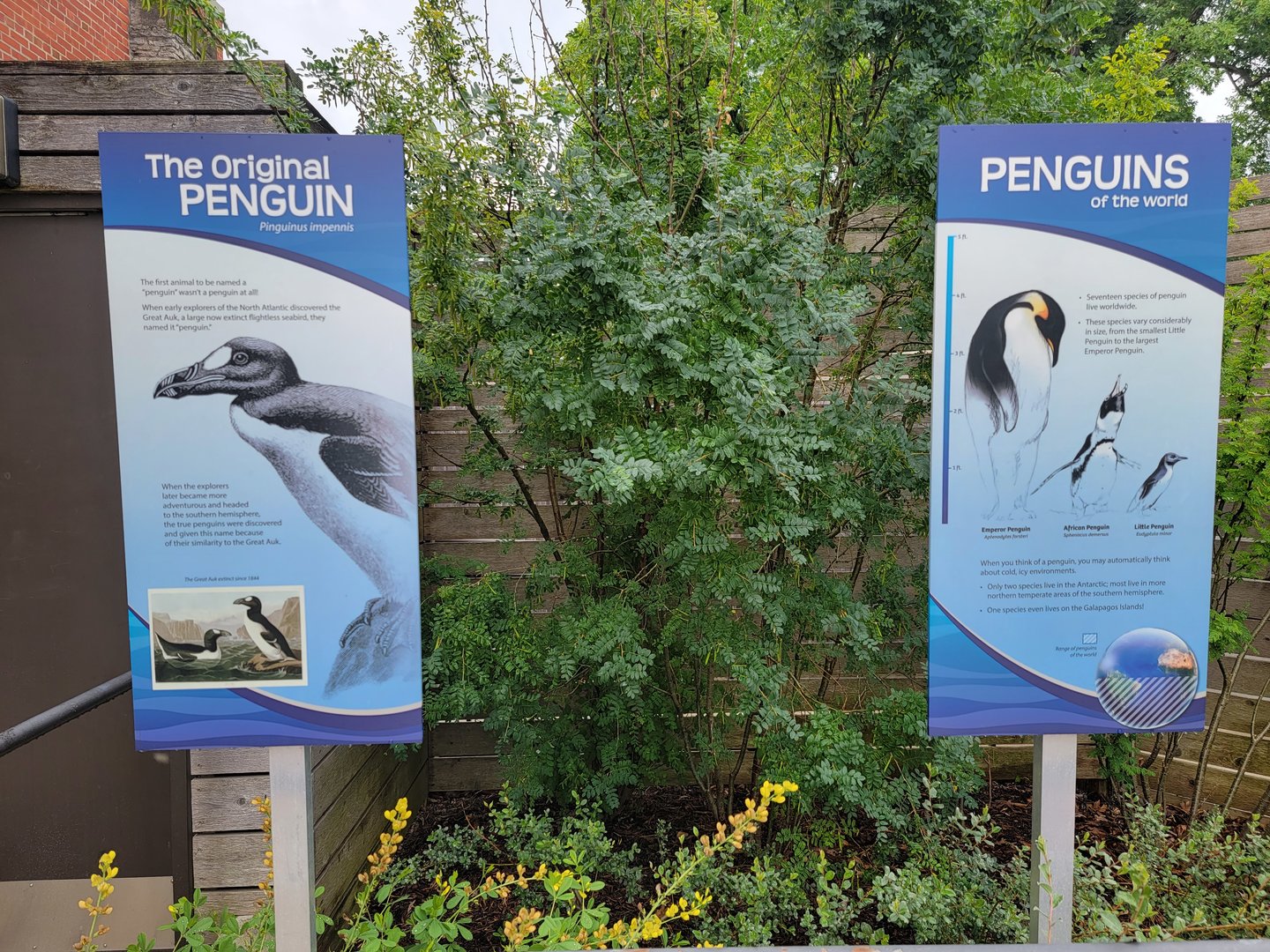 Toledo Zoo - Penguin Beach, the original penguin, the Great Auk!