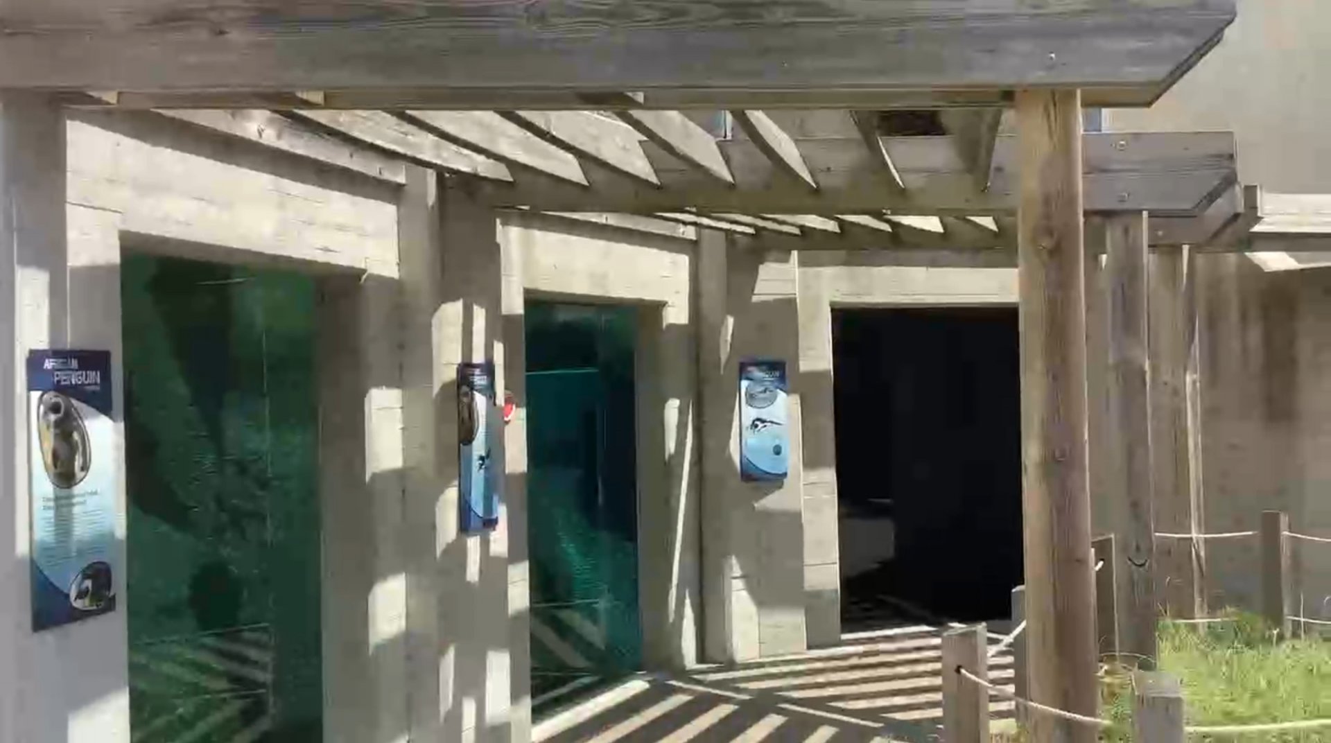 Toledo Zoo-Penguin Beach Underwater Viewing