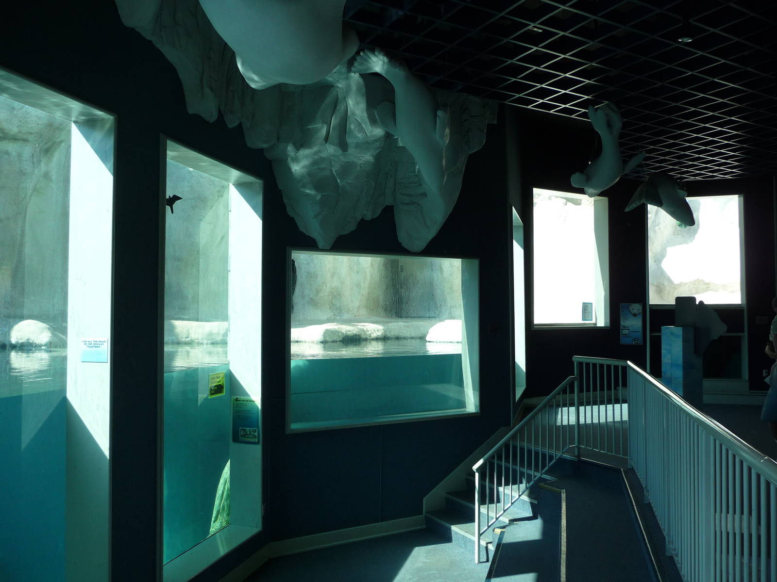 Toledo Zoo - Polar Bear Exhibit