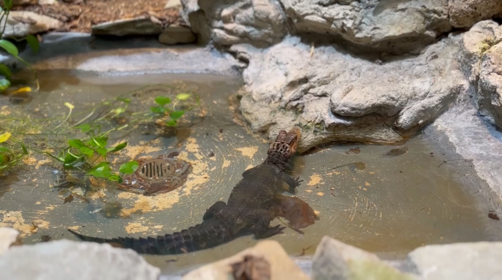 Toledo Zoo Reptile Cuvier’s Dwarf Caiman exhibit
