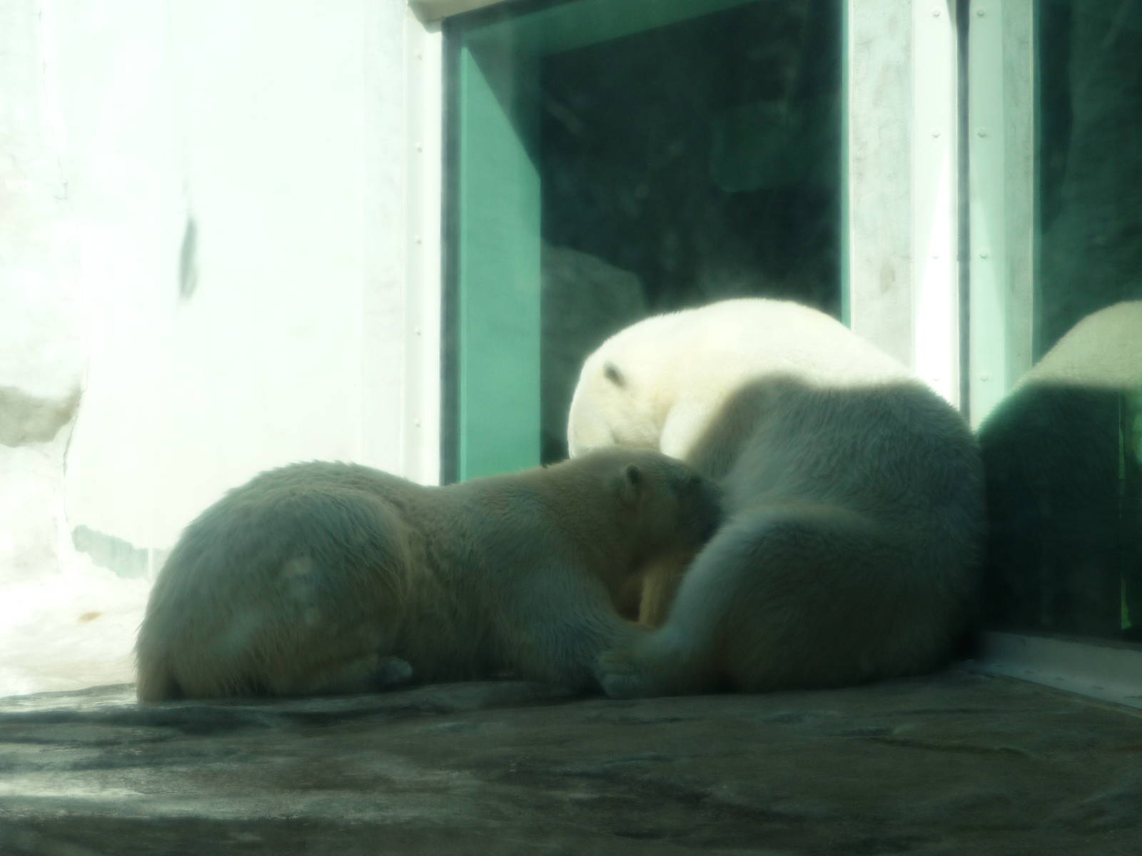 Toledo Zoo - Suckling polar bear cub