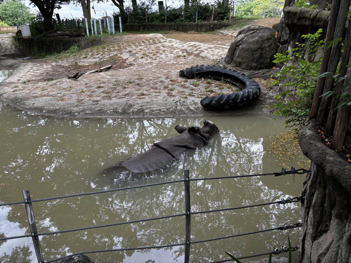 Toledo Zoo - Tembo Trail - Indian Rhino exhibit
