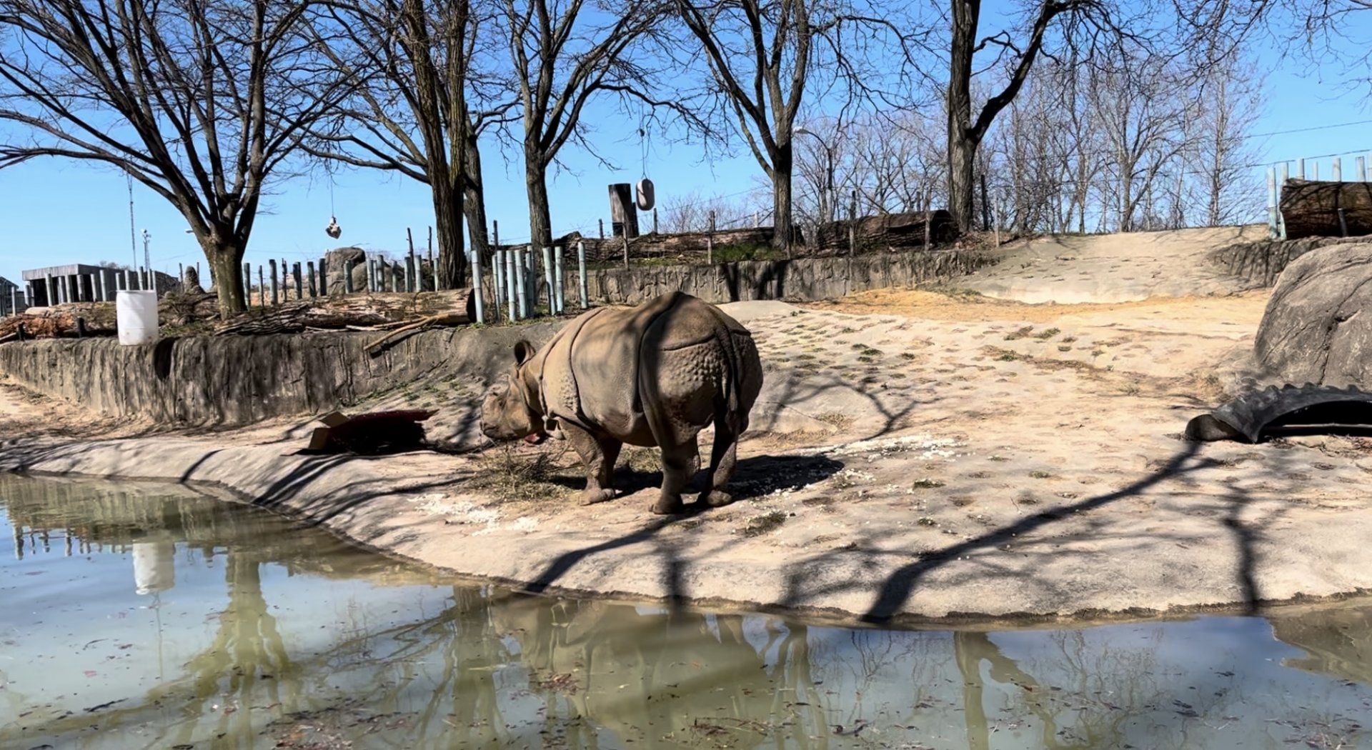 Toledo Zoo Tembo Trail Indian Rhinoceros exhibit.