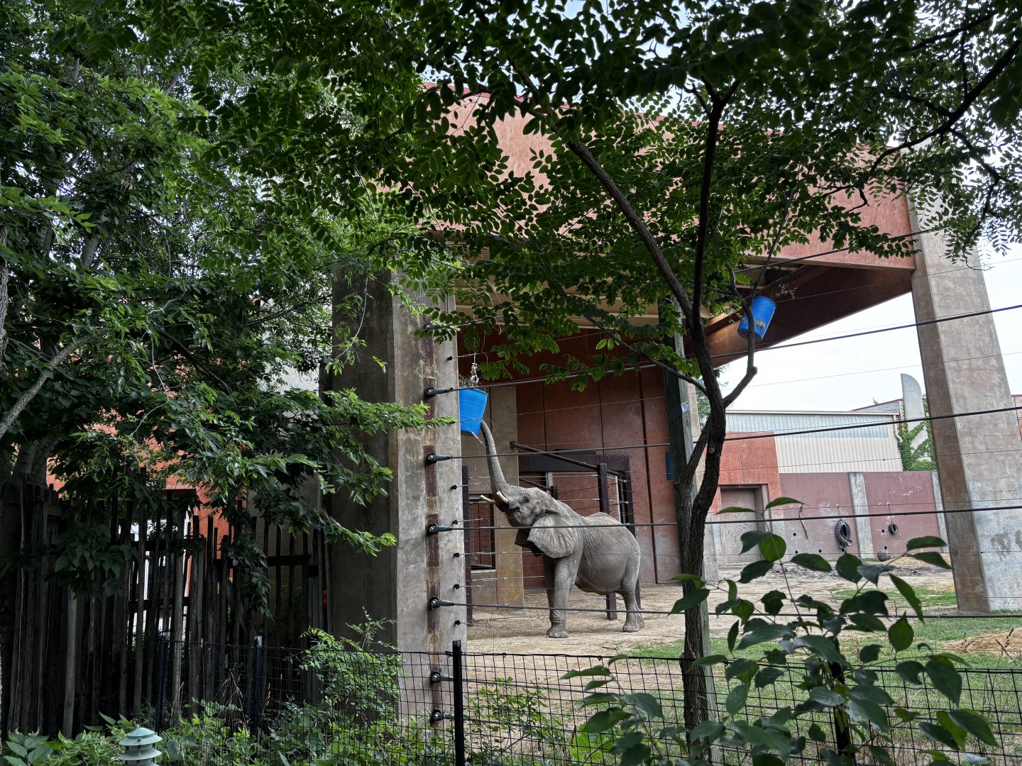 Toledo Zoo - Tembo Trail - Main Elephant Yard