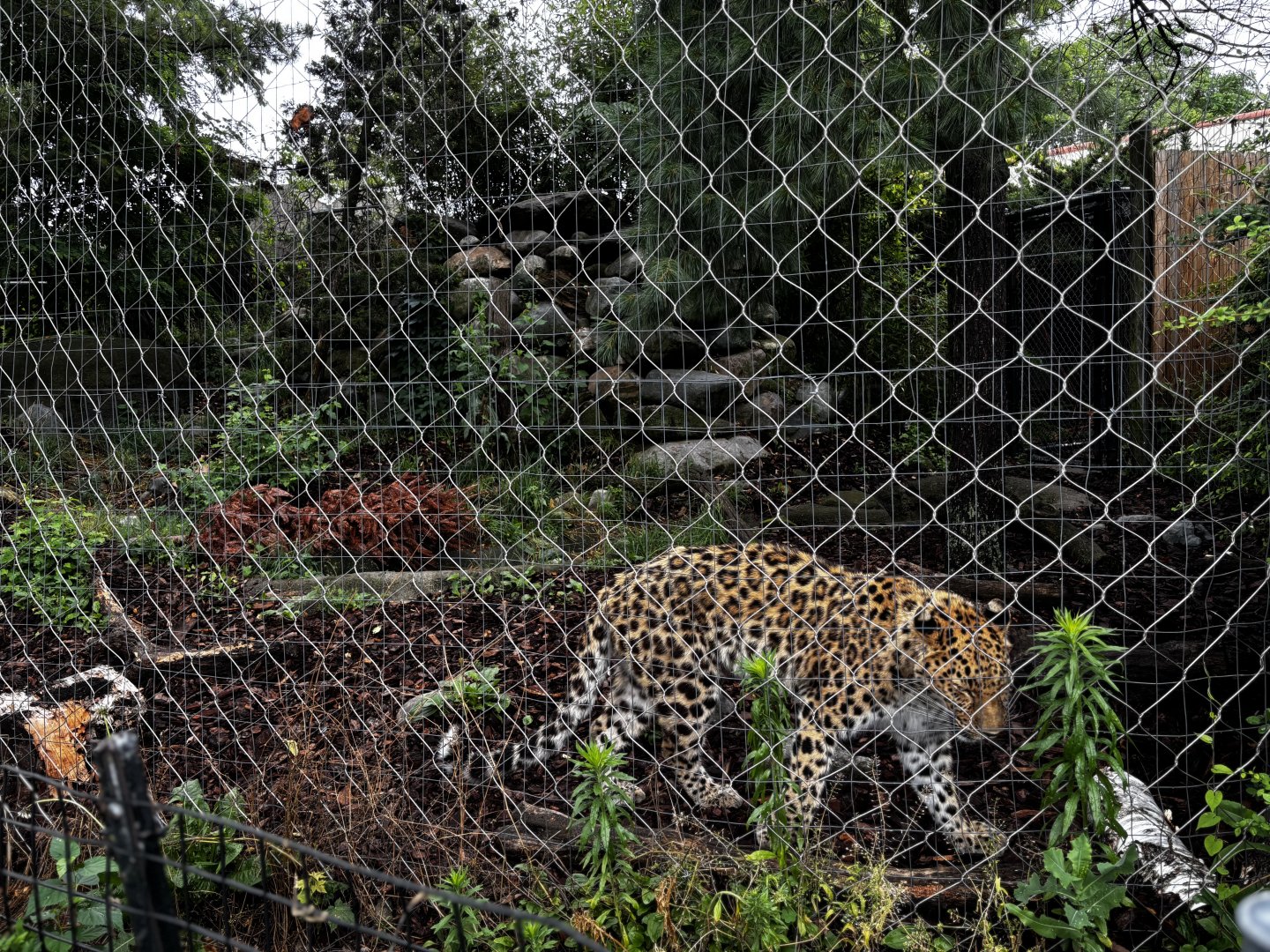 Toledo Zoo - Tiger Terrace - Amur Leopard Exhibit