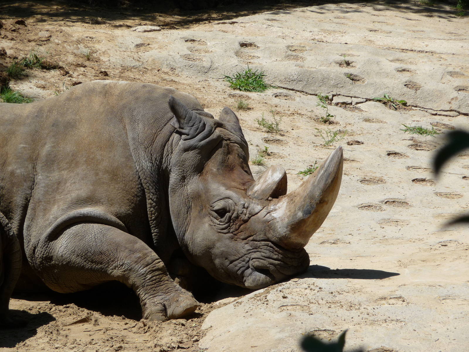 Toledo Zoo - White rhino