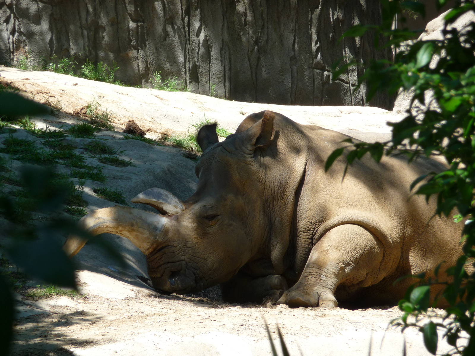 Toledo Zoo - White rhino