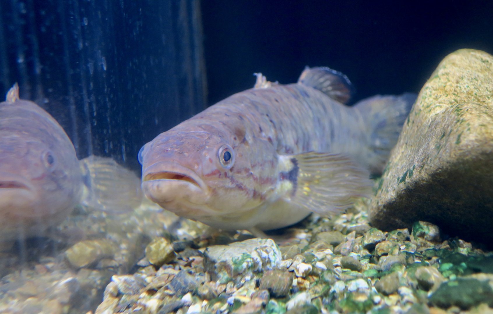 Tolson's Snakehead Gudgeon (Giuris tolsoni)