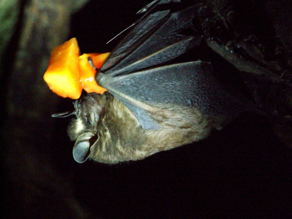 Toltec Fruit Bat at the Bat Jungle, 21/04/14