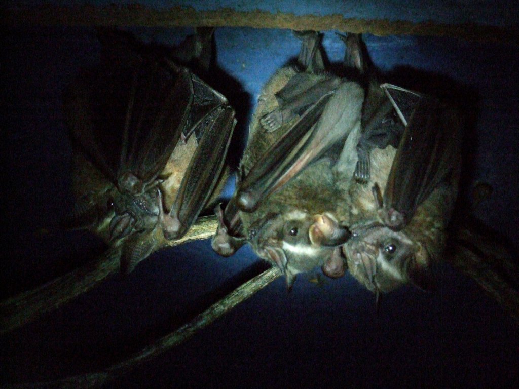 Toltec Fruit Bats at the Bat Jungle, 21/04/14