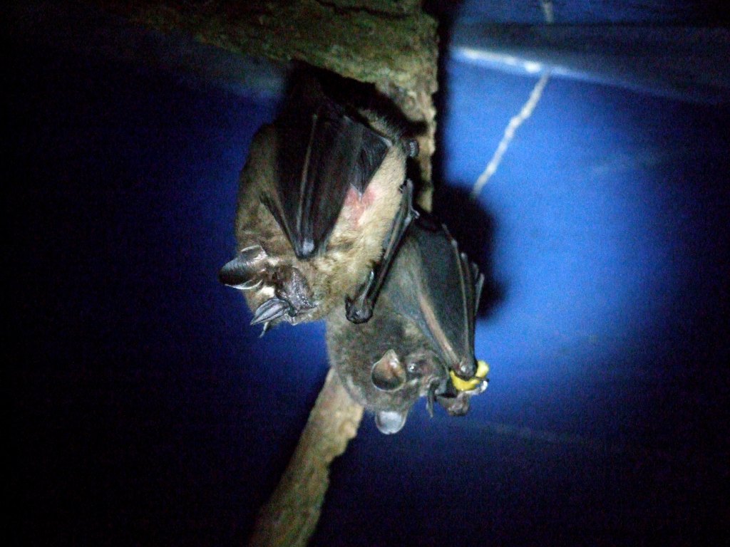 Toltec Fruit Bats at the Bat Jungle, 21/04/14