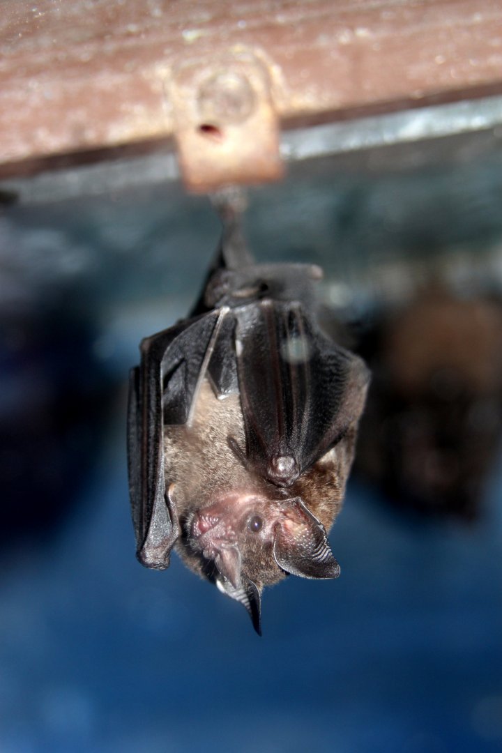 Toltec fruit-eating bat (Dermanura tolteca)