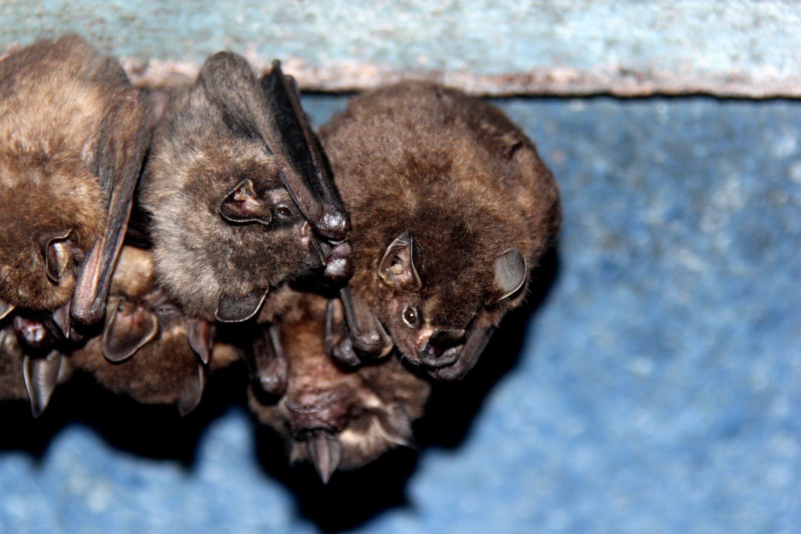 Toltec fruit-eating bat (Dermanura tolteca)