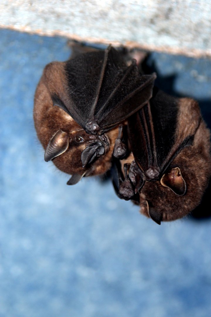 Toltec fruit-eating bat (Dermanura tolteca)