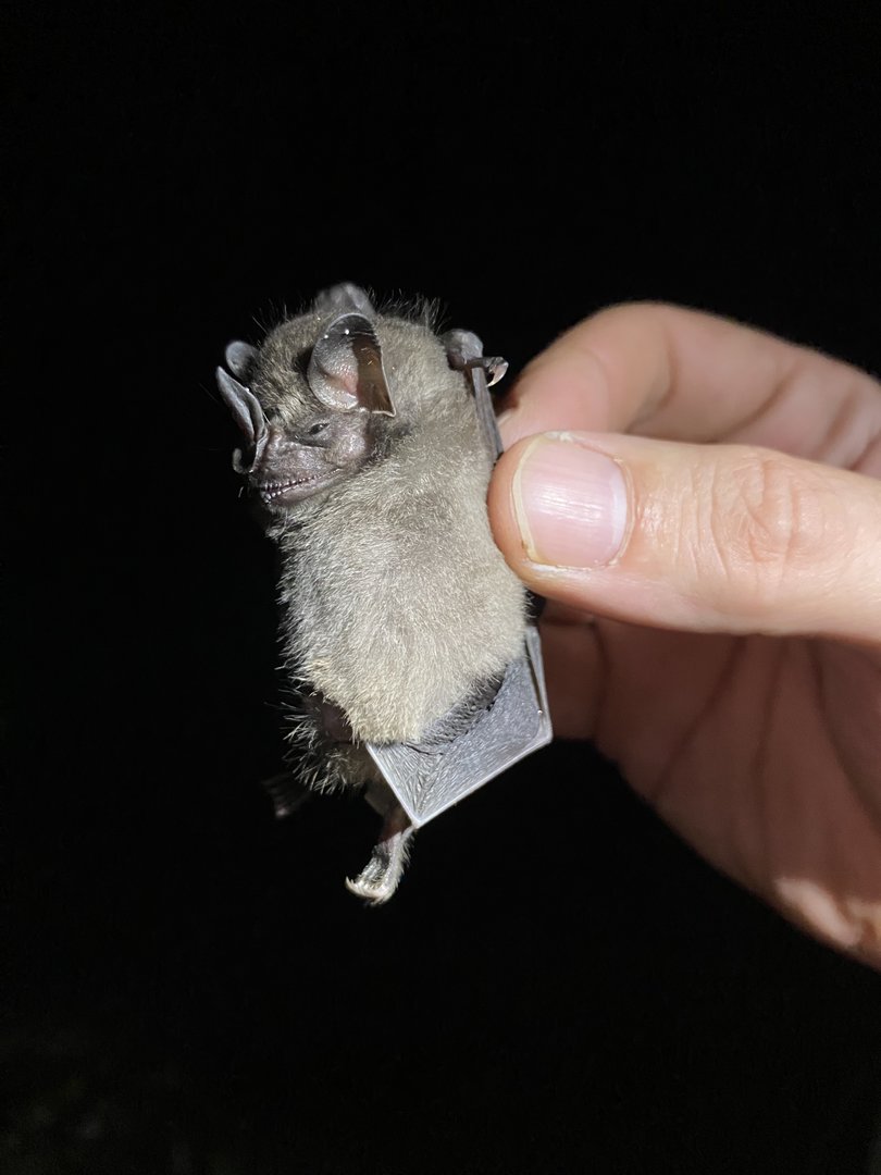 Toltec Fruit-eating Bat (Dermanura tolteca)