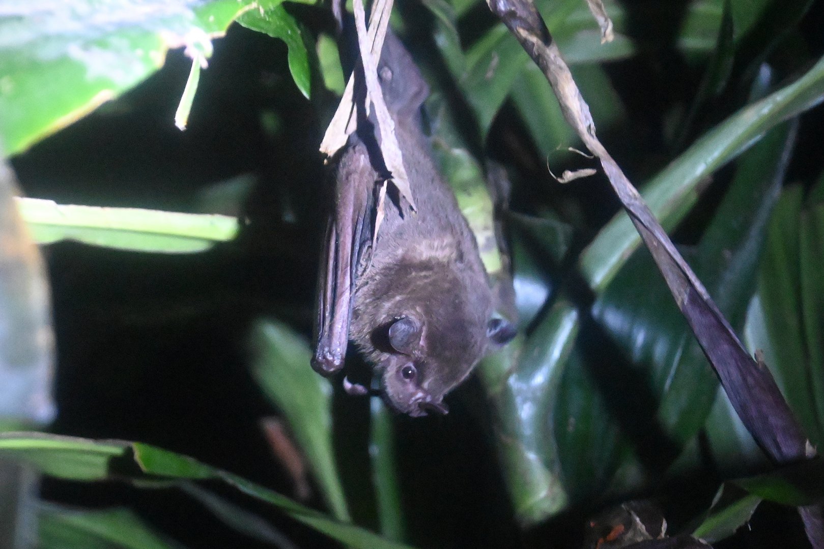 Toltec Fruit-eating bat (Dermanura tolteca)