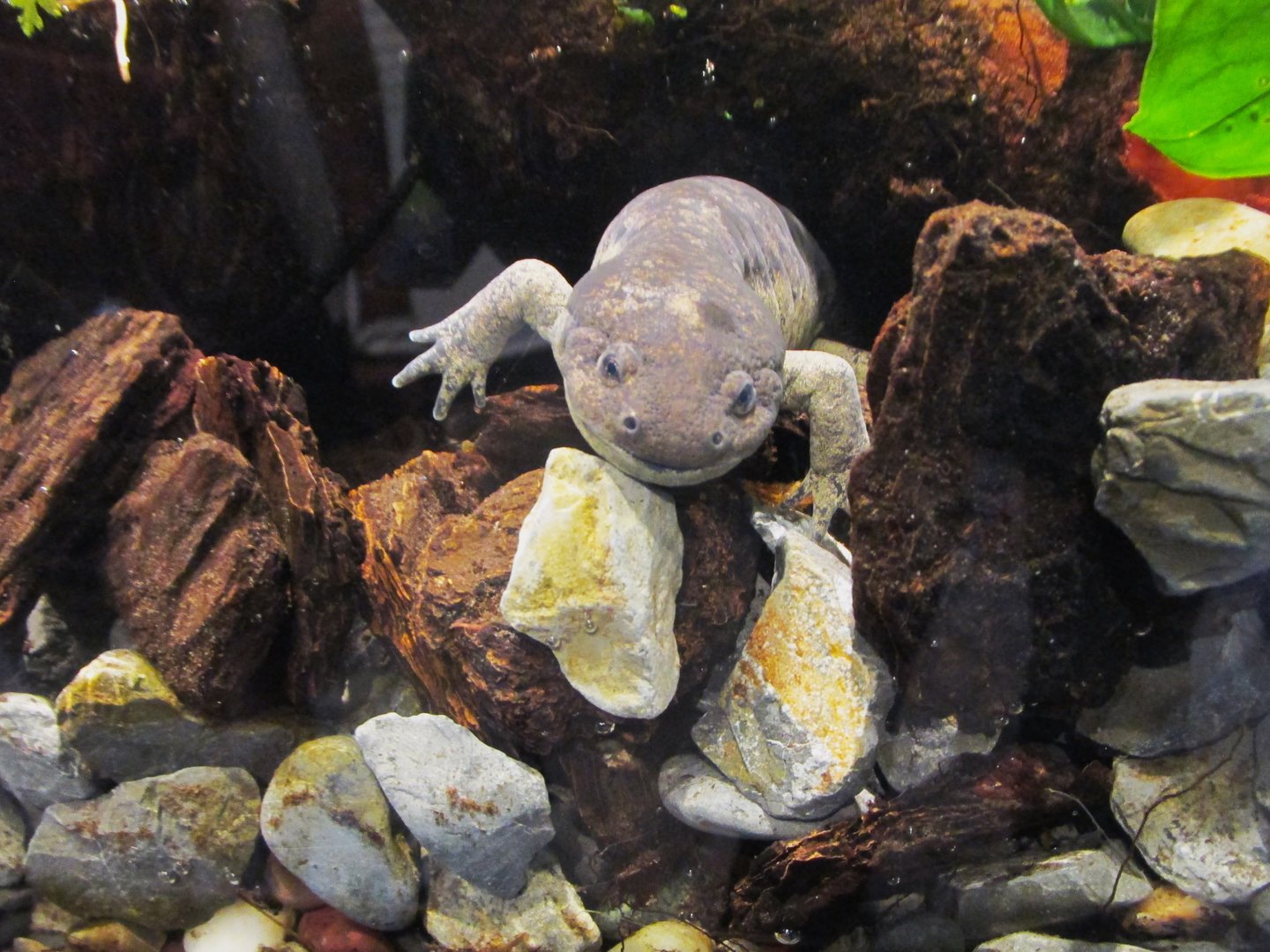 Toluca axolotl