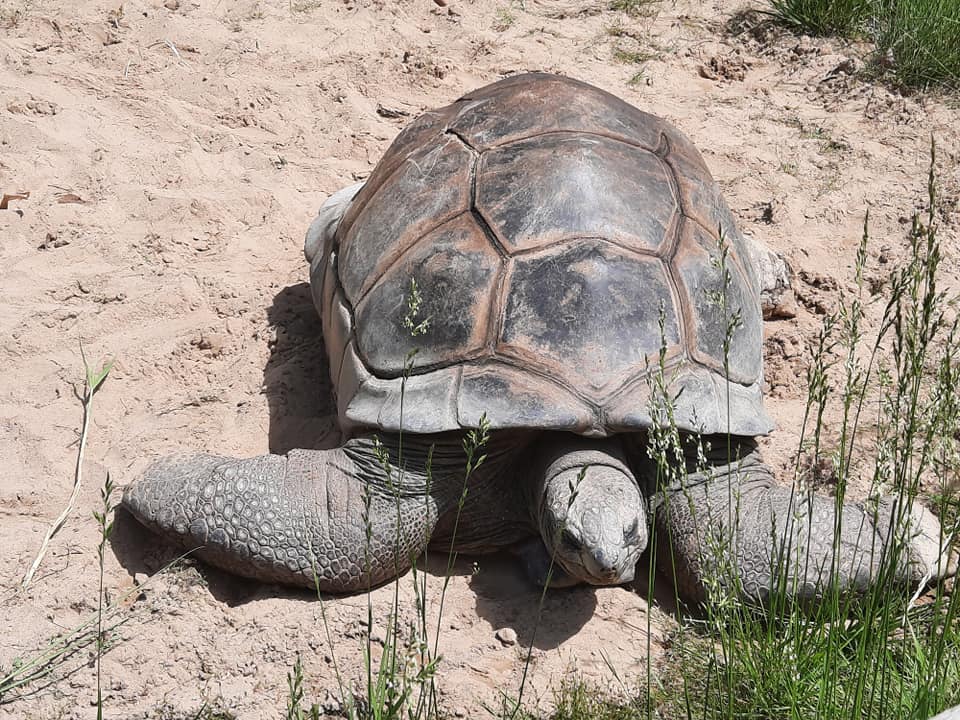 Tom the Aldabra Tortoise