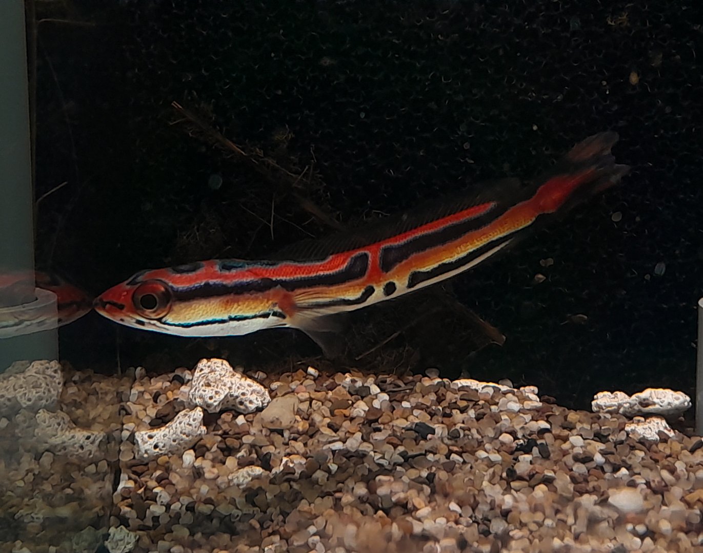 Toman Emas (Channa micropeltes var.)