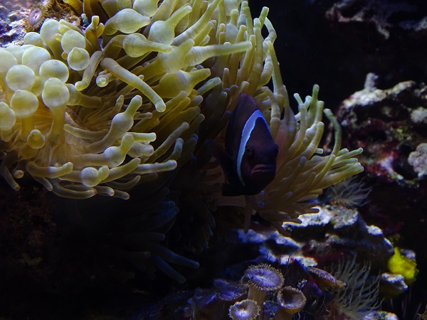 Tomato clownfish (Amphiprion frenatus) (07/22)