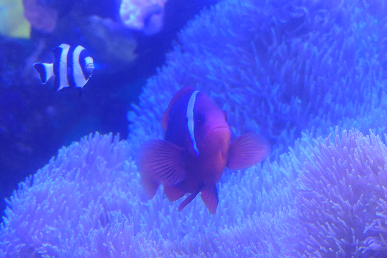 Tomato Clownfish (Amphiprion frenatus) - Uozu Aquarium