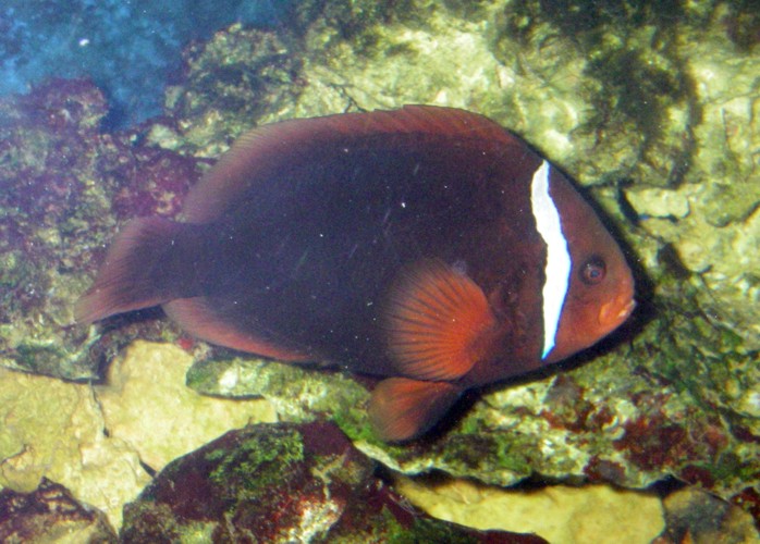 Tomato Clownfish (Amphiprion frenatus)