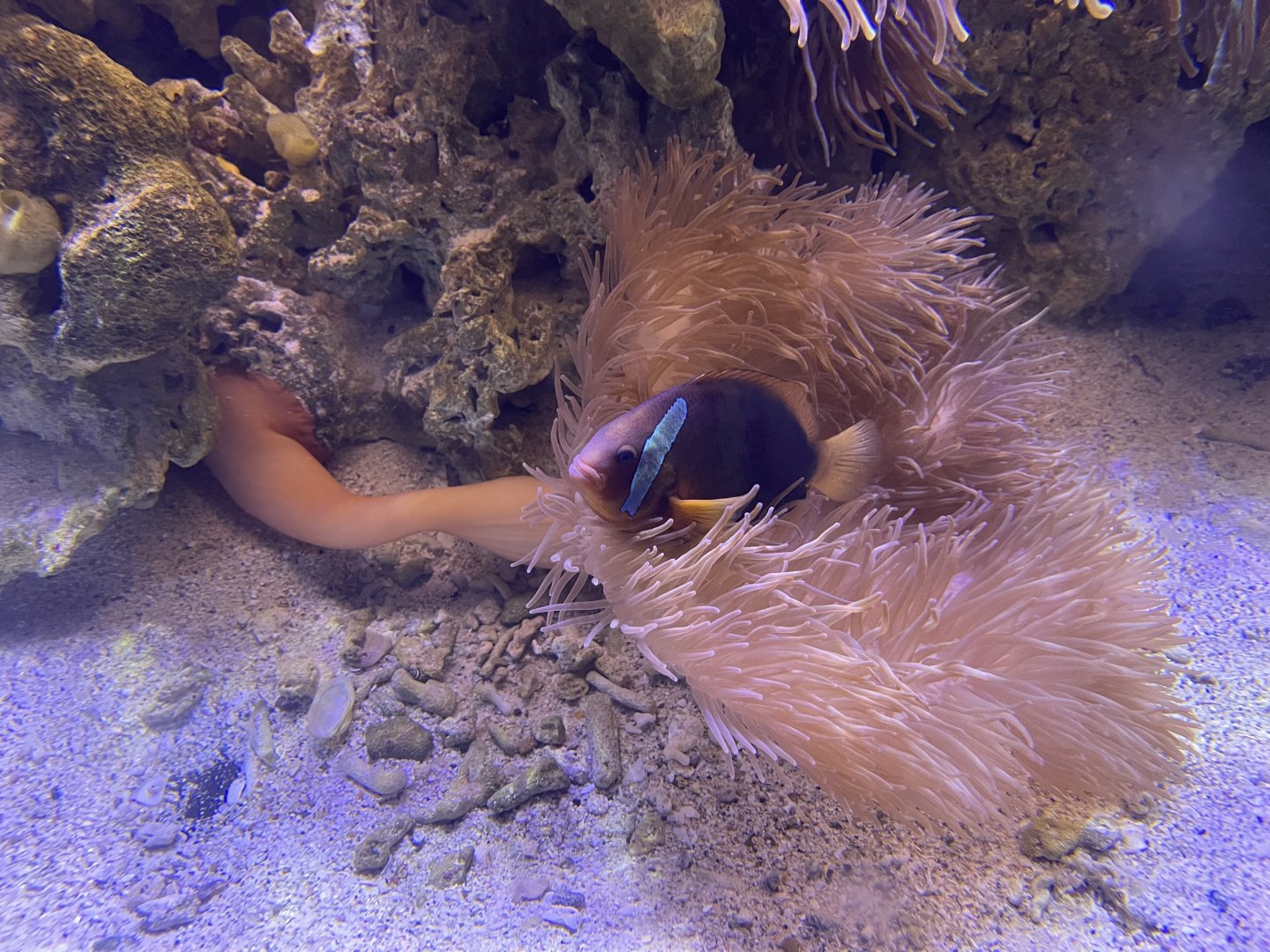 tomato clownfish (amphiprion frenatus)