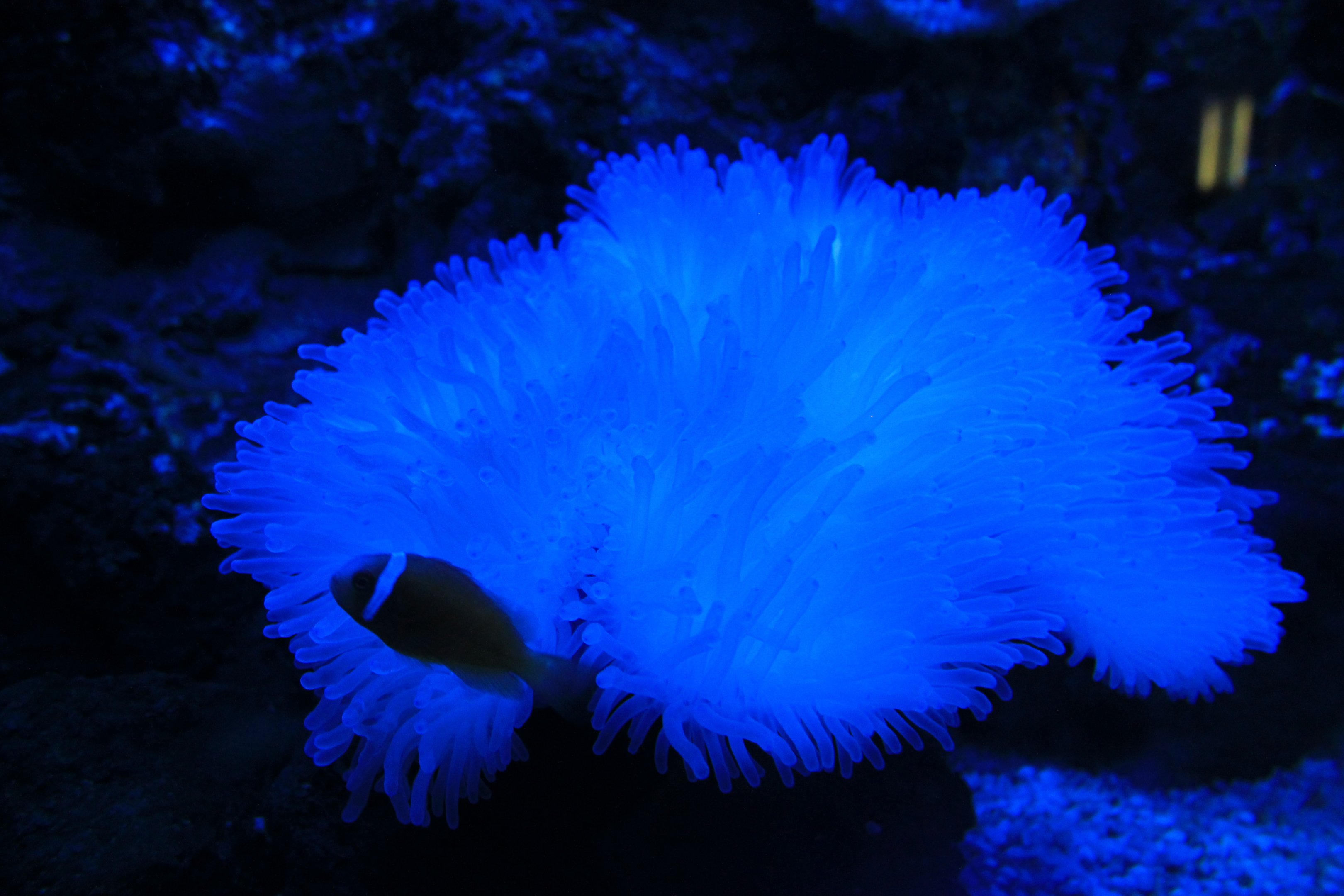 Tomato Clownfish and anemoone