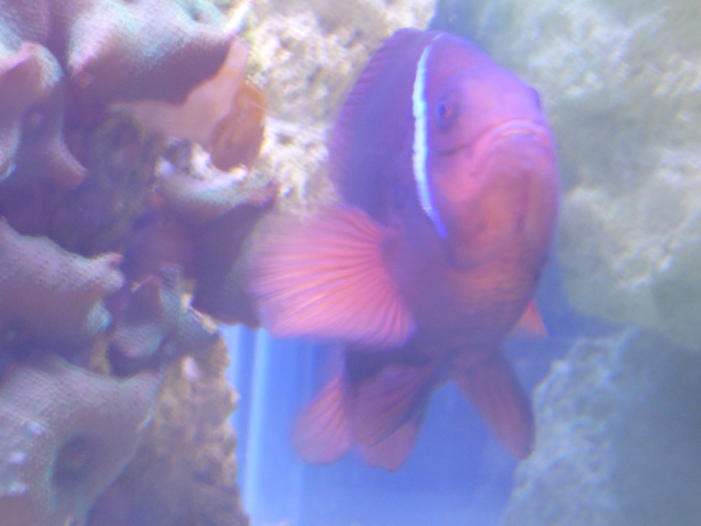 Tomato Clownfish