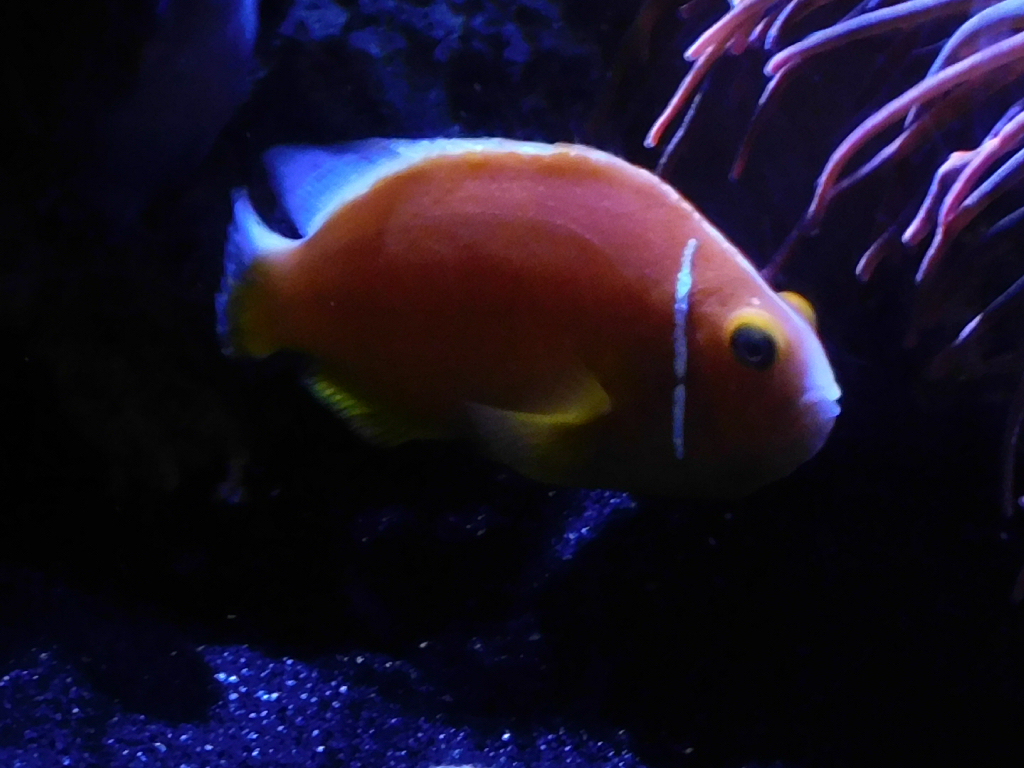 Tomato Clownfish
