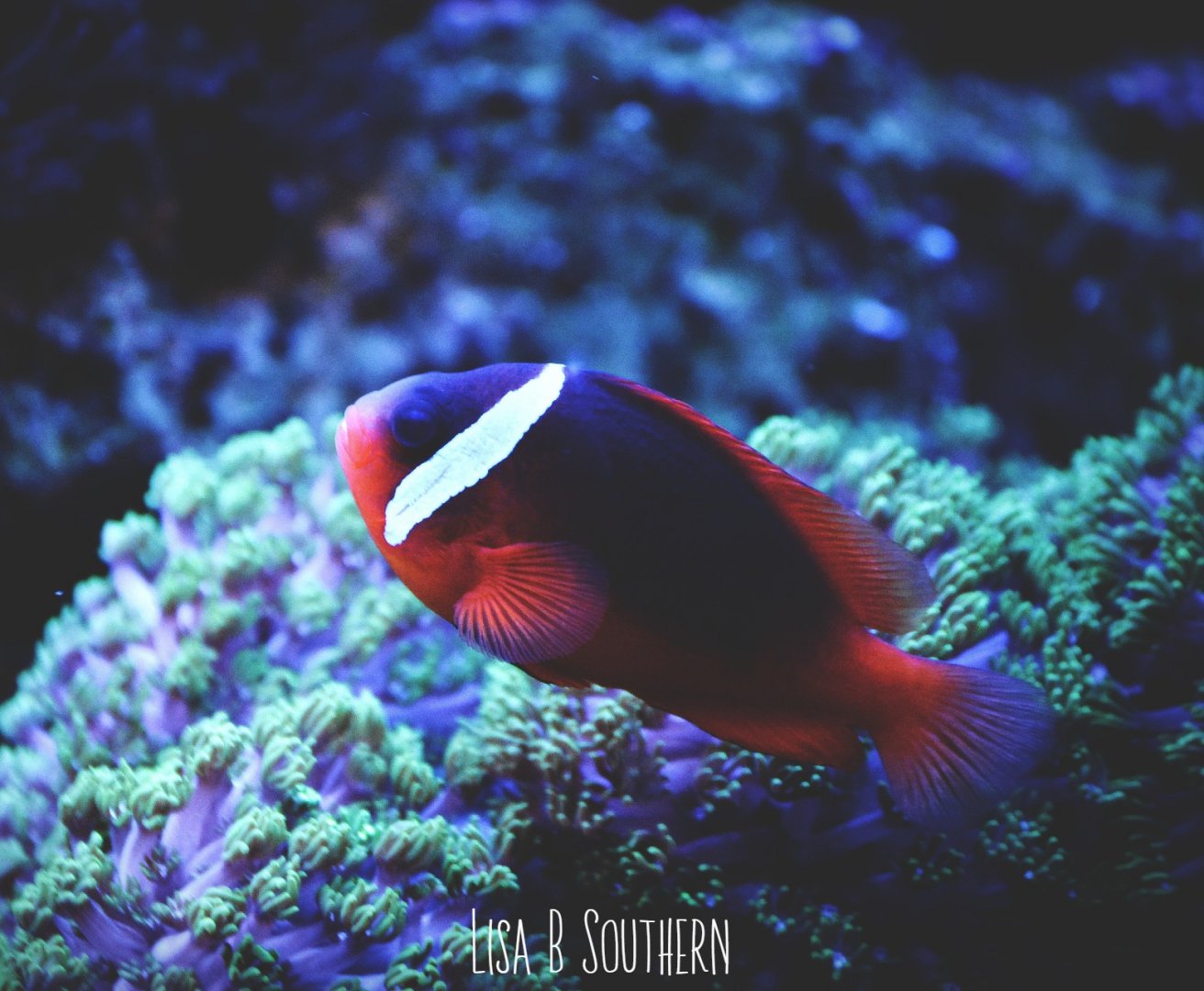 Tomato Clownfish