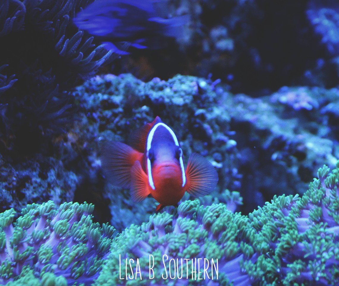 Tomato Clownfish