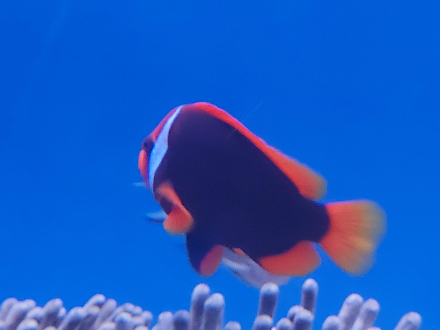 Tomato Clownfish