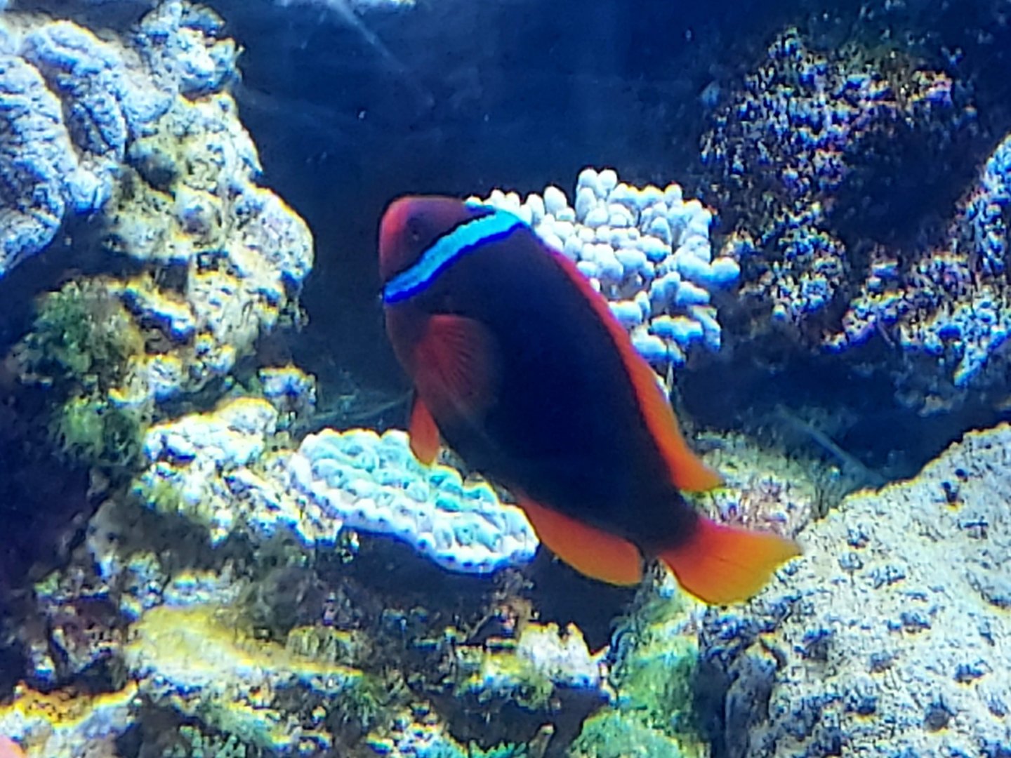 Tomato Clownfish