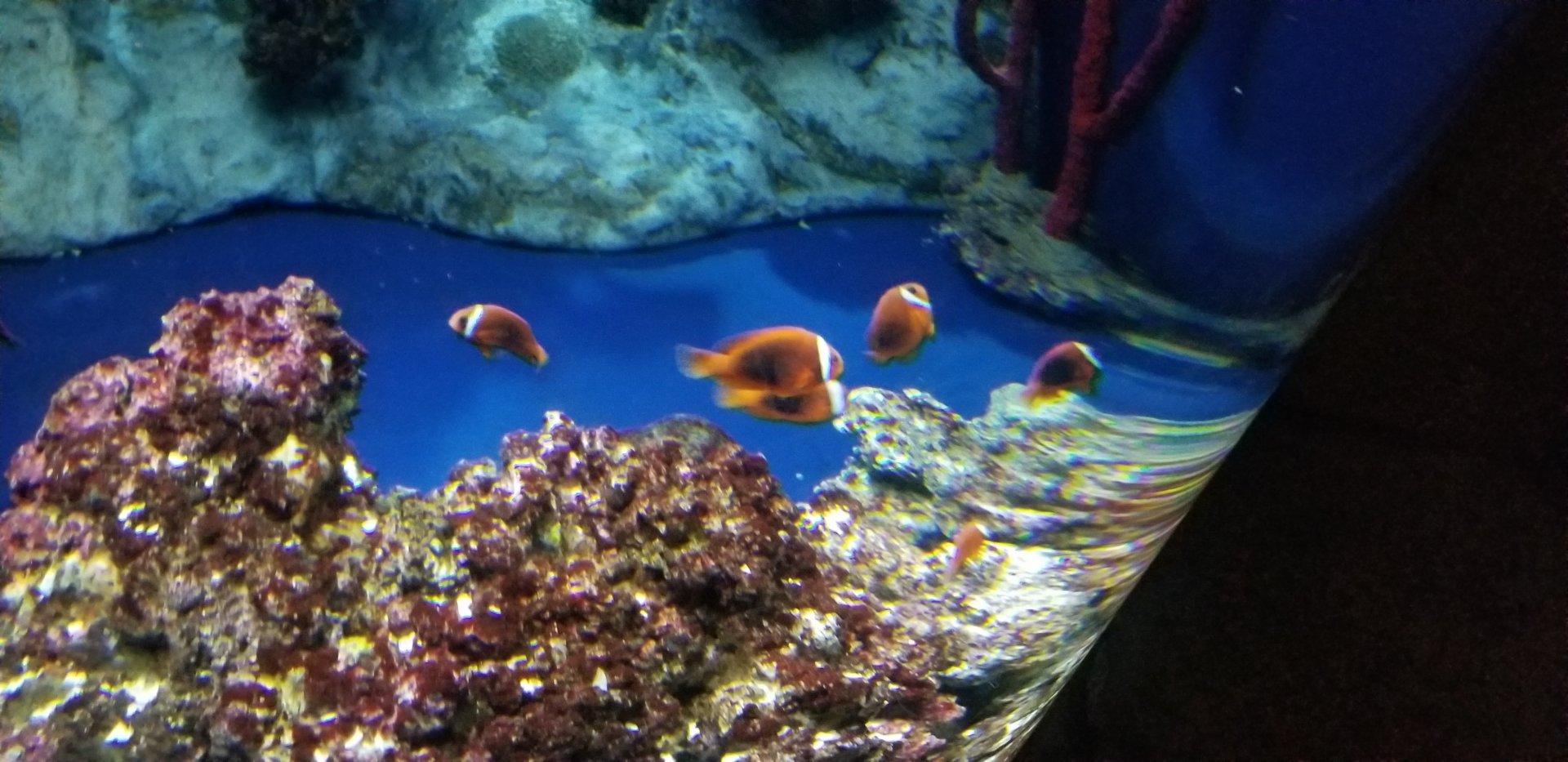 Tomato Clownfish