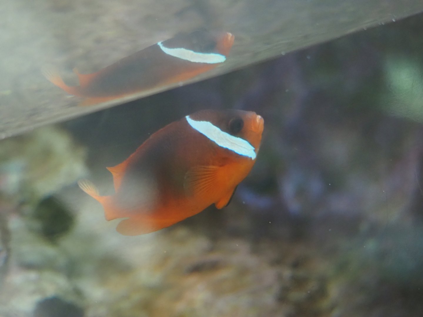 Tomato Clownfish