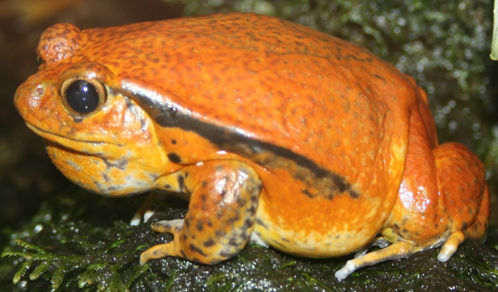 Tomato frog; Berne Tierpark; 31st August 2009