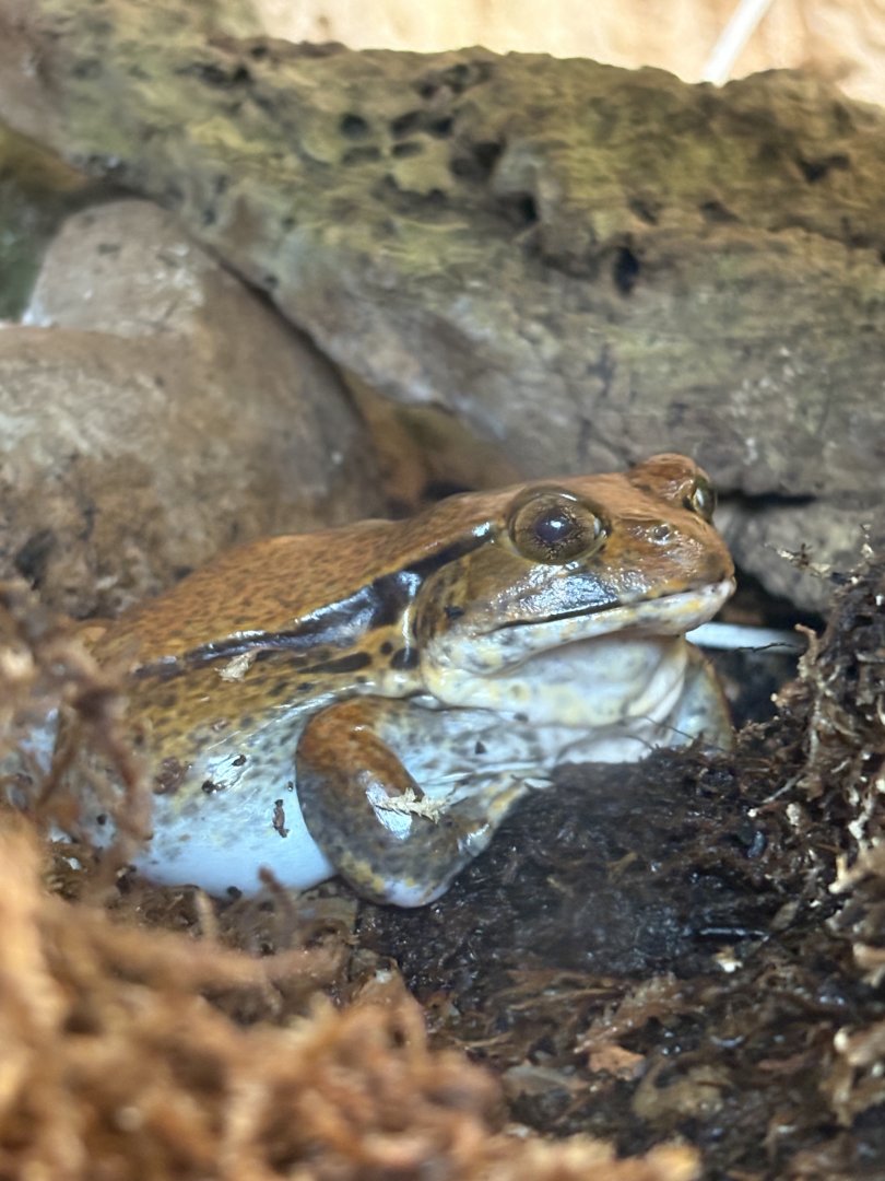 Tomato Frog (Dyscophus guineti)