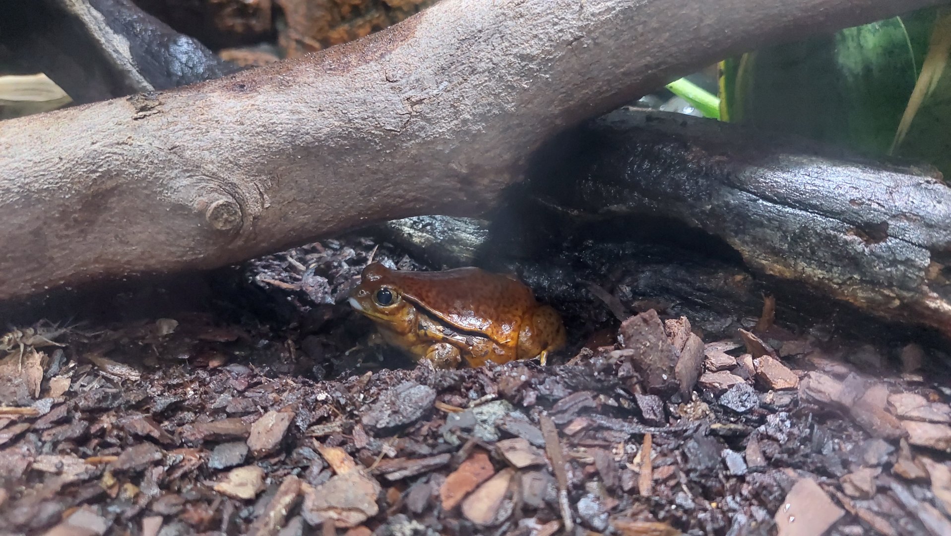 Tomato Frog Exhibit- Madagascar