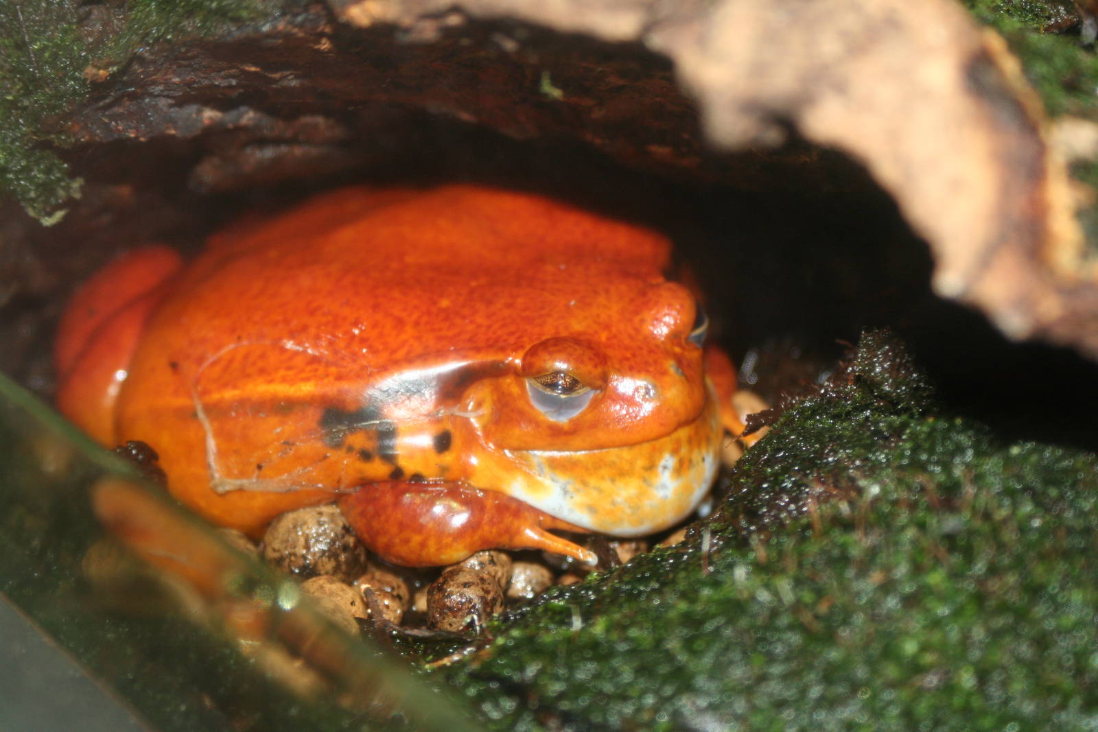 Tomato Frog, Manchester Museum; 21.09.2010