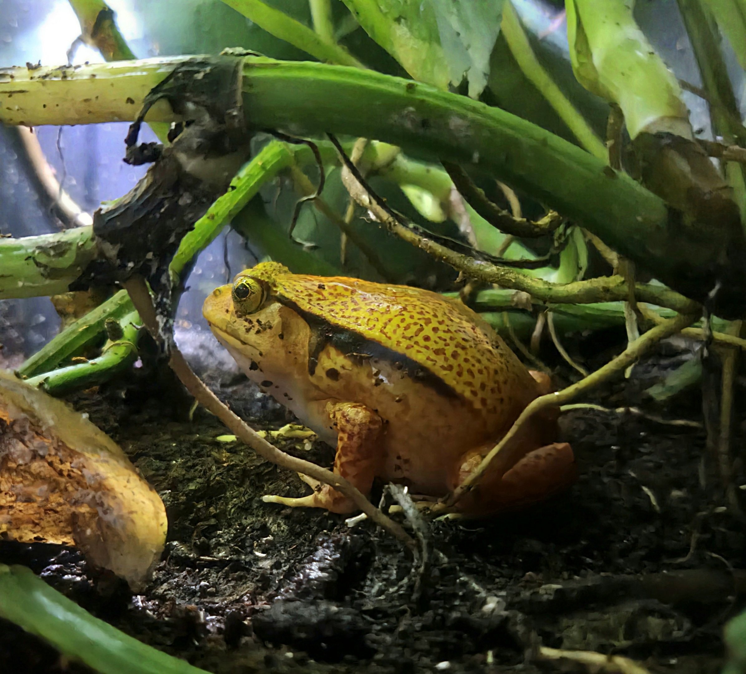 Tomato Frog - Riverbanks Zoo