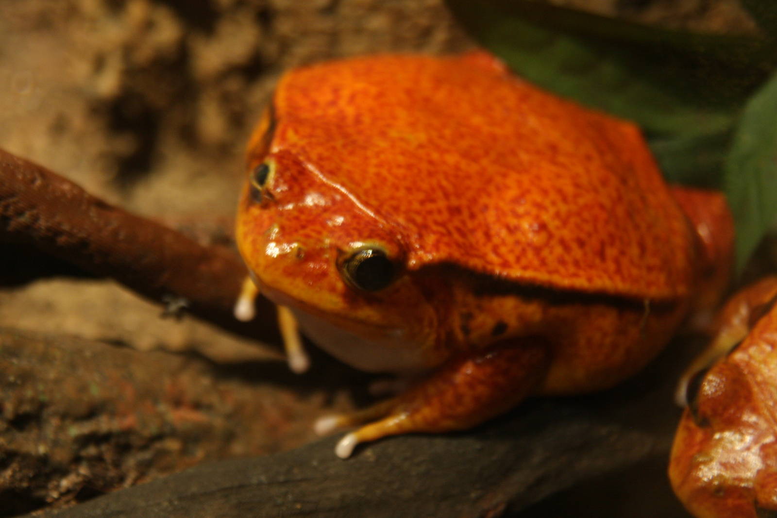 Tomato Frog