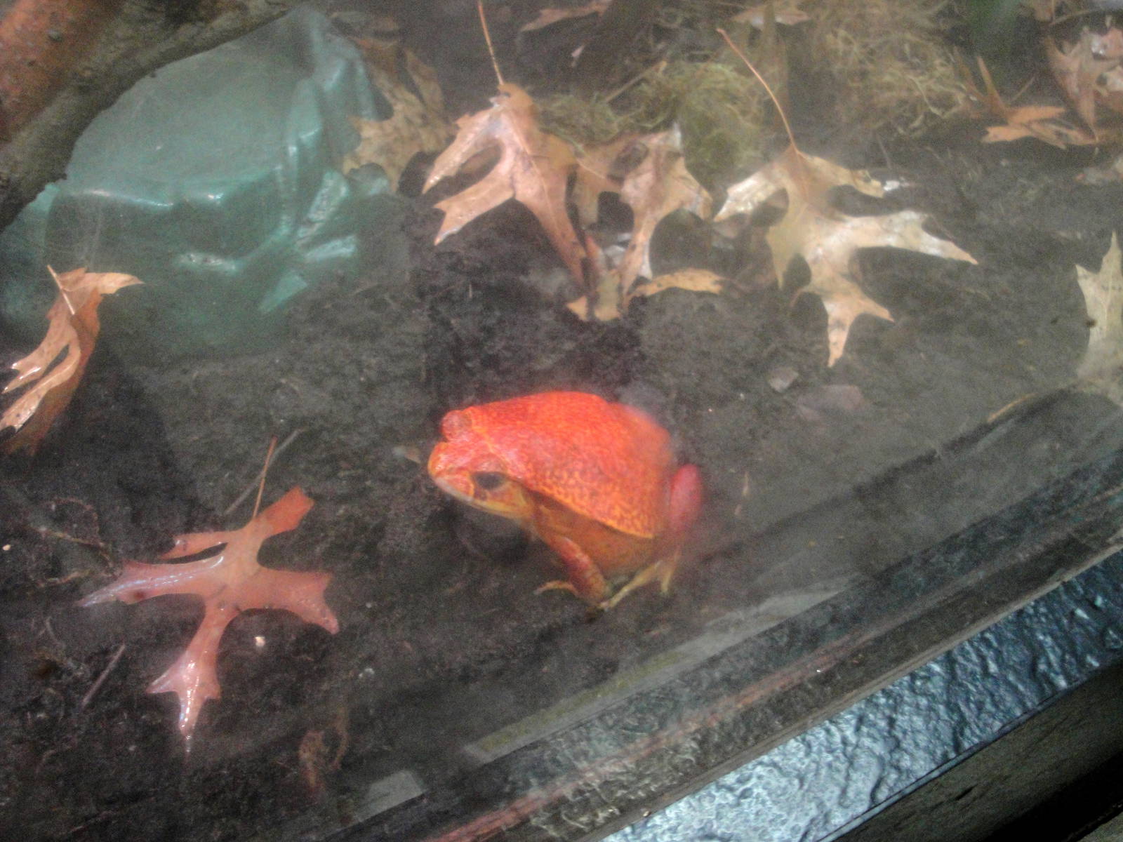 Tomato Frog