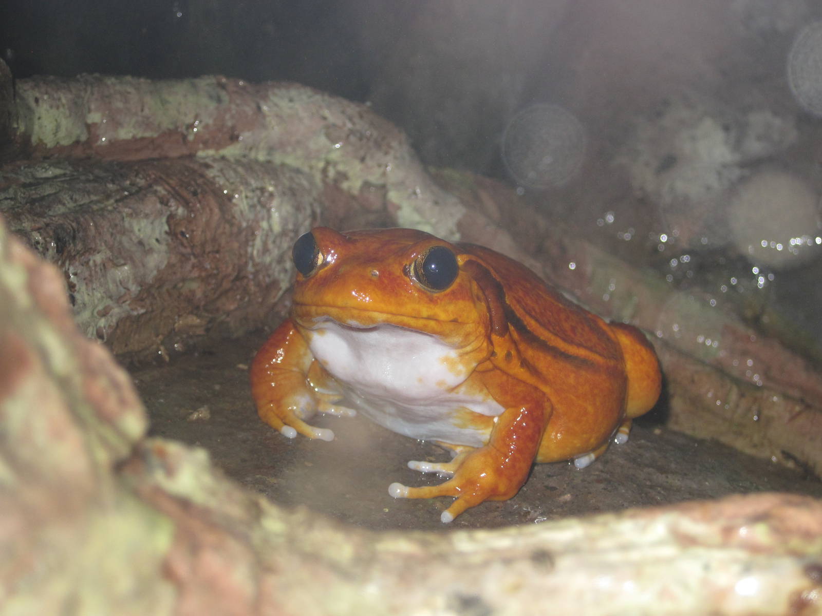 Tomato Frog