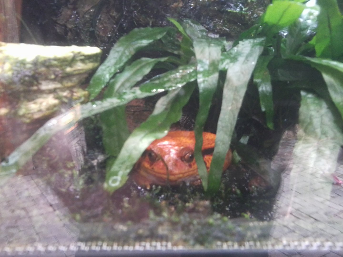 Tomato frog